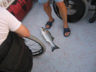 Lake Texoma striper