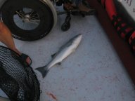 Lake Texoma striper