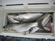 Lake Texoma striper