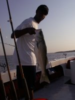 Lake Texoma striper