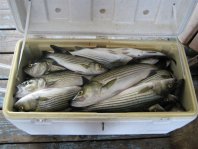 Lake Texoma striper