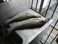 Lake Texoma striper