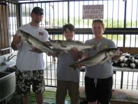 Lake Texoma striper