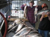 Lake Texoma striper