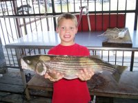 Lake Texoma striper