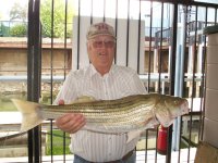 Lake Texoma striper