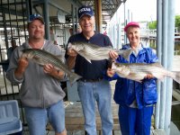 Lake Texoma striper